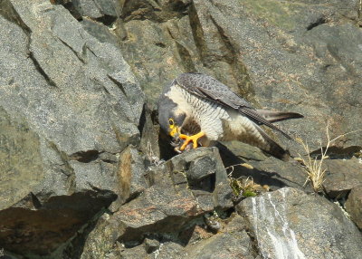 Peregrine Falcon, male