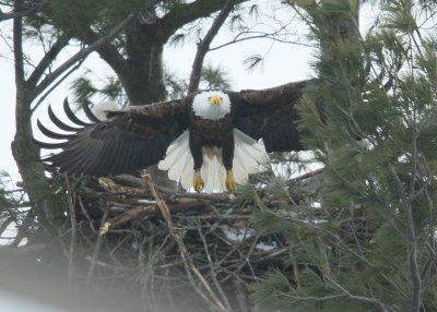 Bald Eagle, adult, leg band (WV4)