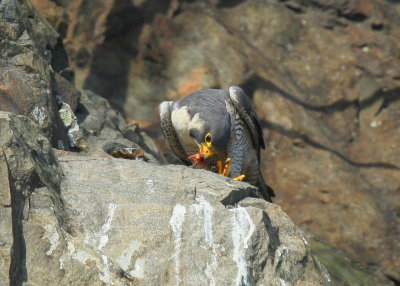 Peregrine Falcon, male (unbanded)