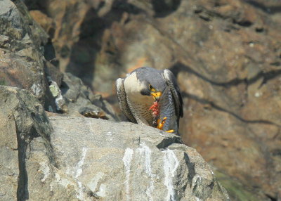 Peregrine Falcon, male (unbanded)