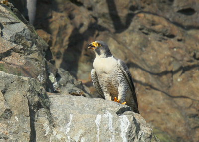 Peregrine Falcon, male (unbanded)