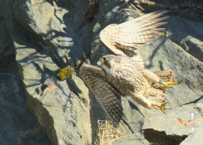 Peregrine Falcon, juvenile female, leg band (32/BC)