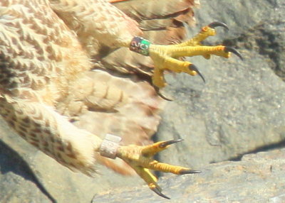 Peregrine Falcon, juvenile female, leg band (32/BC)