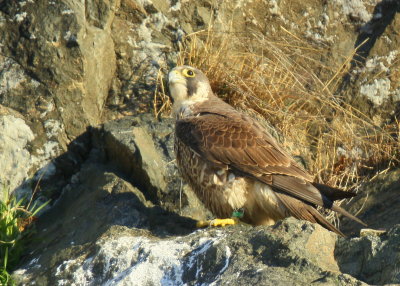 Peregrine Falcon, juvenile female, leg band (32/BC)