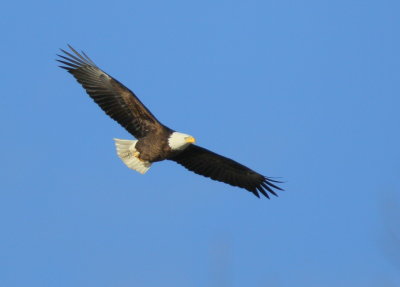 Bald Eagle, adult in flight