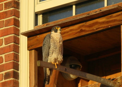 Peregrine Falcon, adult female, unbanded