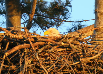 Bald Eagle, adult female on nest