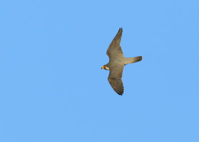 Peregrine Falcon, male in flight