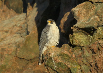 Peregrine Falcon, male
