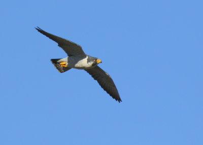 Peregrine Falcon, adult male in flight