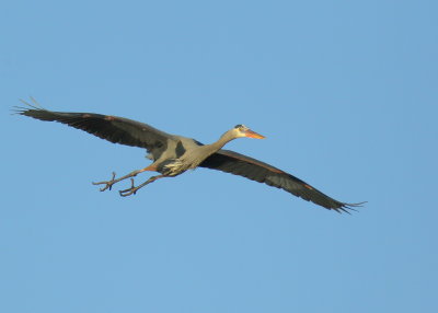 Great Blue Heron in flight