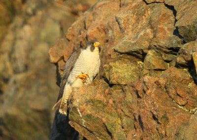 Peregrine Falcon, adult male, unbanded