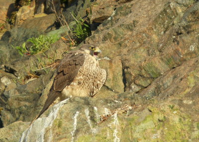 Peregrine Falcon, juvenile female wailing