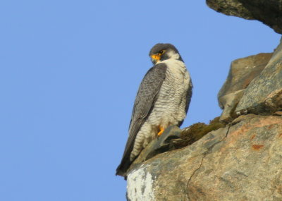 Peregrine Falcon, unbanded male