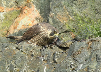 Peregrine Falcon, juvenile female with breakfast