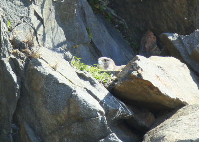 Peregrine Falcon, female incubating eggs