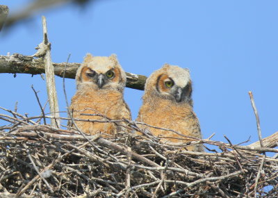 Great Horned Owlets, one with a wink!