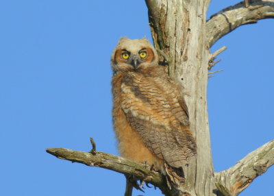 Great Horned Owlet on a branch