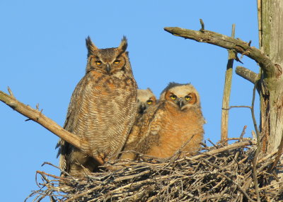 Great Horned Owl & Owlets