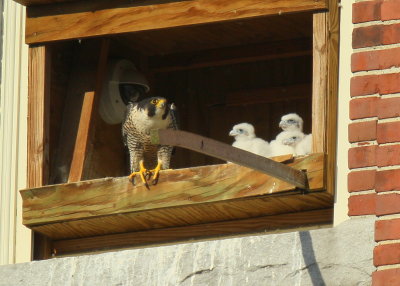 Peregrine Falcon, female with three chicks