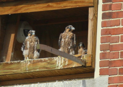 Peregrine Falcon chicks with white pantaloons