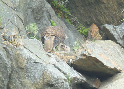 Peregrine Falcon, female feeding chick