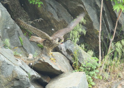 Peregrine Falcon, female (32/BC) with prey in bill taking flight!