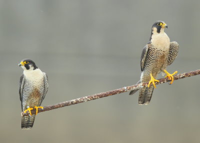 Peregrine Falcon pair, banded male on left, unbanded female on right