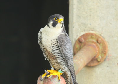Peregrine Falcon, banded male, 72/AB