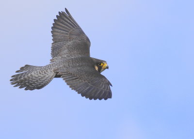 Peregrine Falcon in flight!
