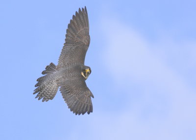 Peregrine Falcon in flight!