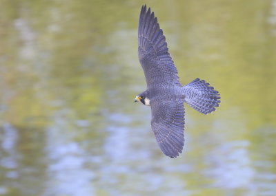 Peregrine Falcon in flight!
