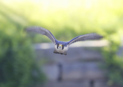 Peregrine Falcon in flight!