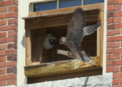 Peregrine Falcon fledgling (leg band 13/BE)