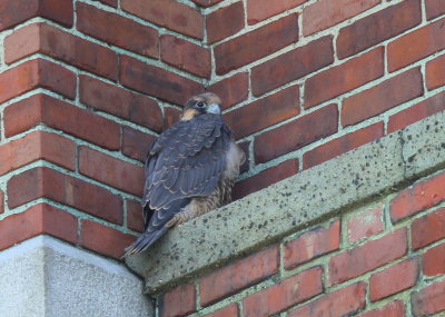 Peregrine Falcon fledgling (leg band ????)
