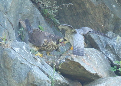 Peregrine Falcons male/female food exchange at nest