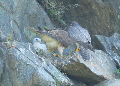 Peregrine Falcon female and male with chick
