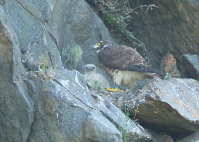 Peregrine Falcon female after feeding chick