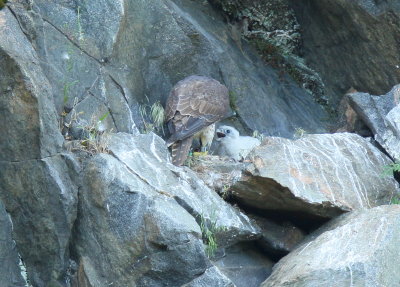 Peregrine Falcon chick being fed by mother