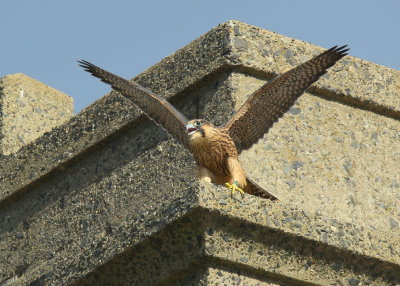 Peregrine Falcon fledgling flapping away (leg band 85/BS)