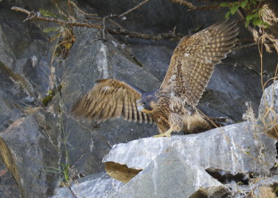 Peregrine Falcon chick preparing to fledge
