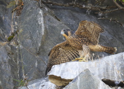 Peregrine Falcon, ready to fledge!