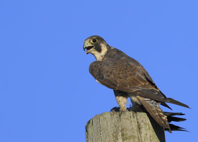 Peregrine Falcon, female with prey