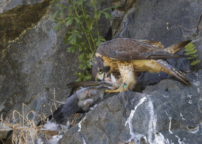 Peregrine Falcon, female with Rock Pigeon
