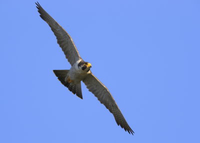 Peregrine Falcon, male in flight