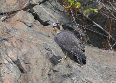 Peregrine Falcon fledgling