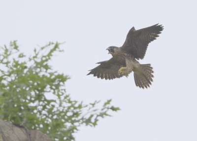Peregrine Falcon fledgling in flight