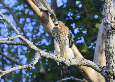 Cooper's Hawk juvenile