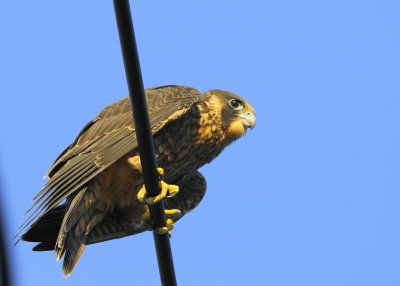 Peregrine Falcon fledgling