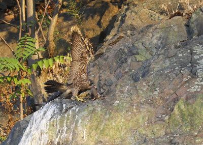 Peregrine Falcon fledgling grabbing prey